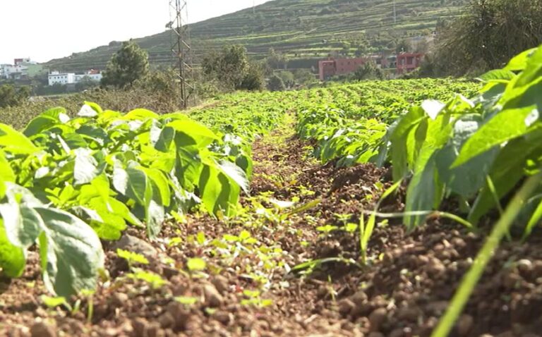 El cultivo de la papa se recupera gracias a la lluvia