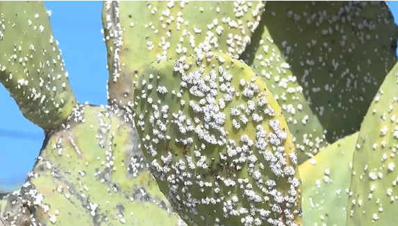 La Cochinilla silvestre llega a La Gomera