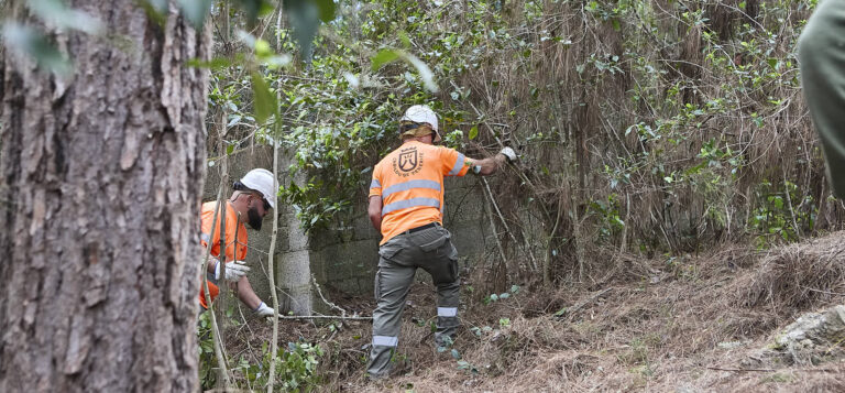 El Cabildo de Tenerife impulsa el control de eucaliptos para reducir el riesgo de incendios forestales