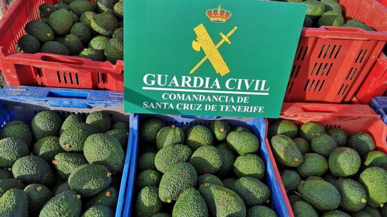 Investigan a 16 personas por robar 2.800 kg de aguacates en el norte de Tenerife