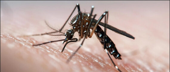 Sin rastro del mosquito tigre en el barrio de Piletas