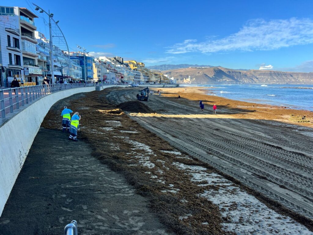 Operarios retiran las algas acumuladas en el litoral de Las Palmas de Gran Canaria