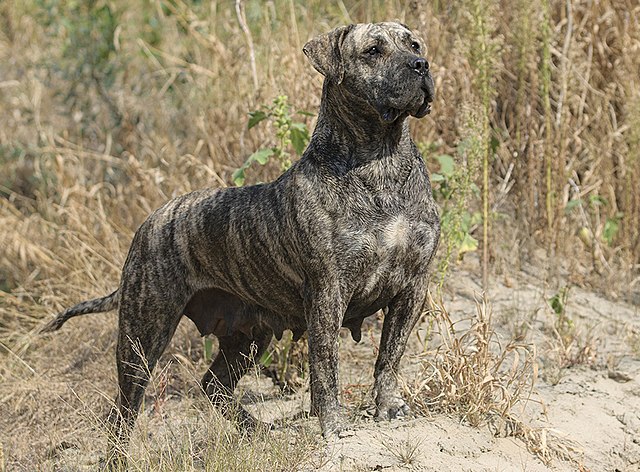 ‘La Maleta’ explora las singularidades del presa canario