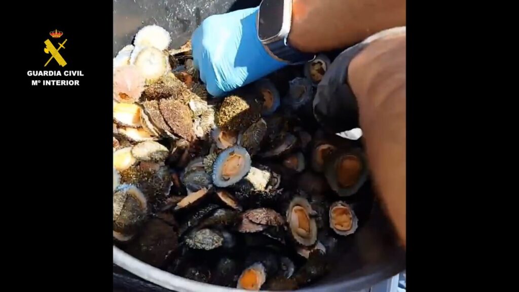 Los individuos utilizaron técnicas de pesca submarina y marisqueo en una zona no autorizada