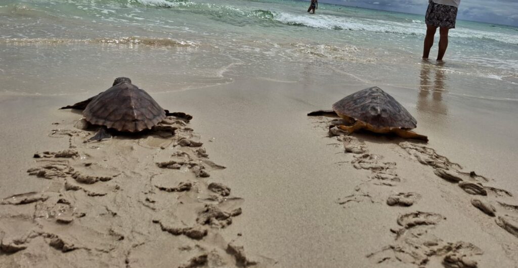 Liberan cinco tortugas en Fuerteventura tras ser rescatadas de redes y haber ingerido anzuelos