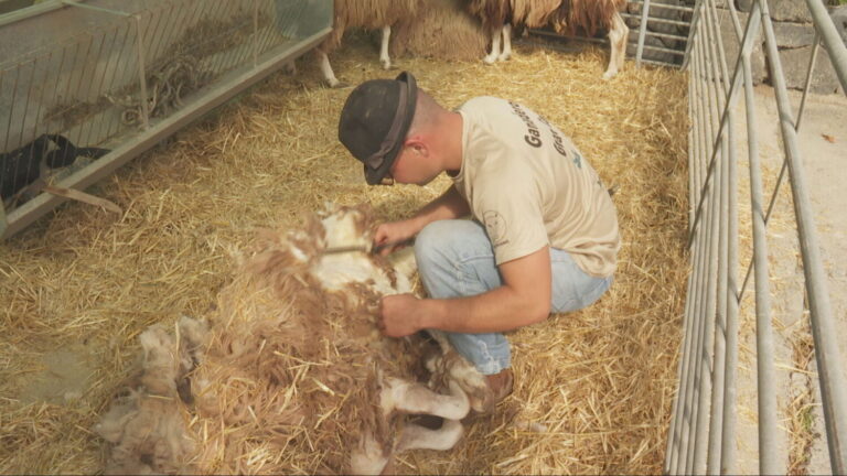 Arranca la Feria de Ganado de Gran Canaria