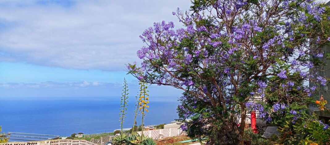 Las temperaturas van a ir subiendo a lo largo de la semana y para el Día de Canarias se espera un día soleado y sin nubosidad