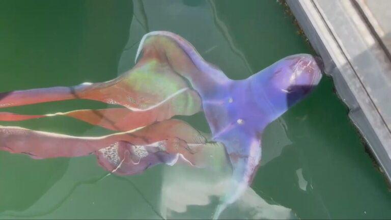 Avistan un pulpo manta varado en el Muelle Deportivo de la capital grancanaria