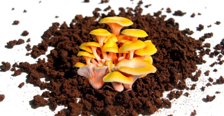 Gáldar produce setas a partir de restos de café y hojas de plataneras