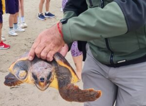 Más de 150 estudiantes participan en la suelta de tres tortugas marinas en Playa Blanca, Puerto del Rosario