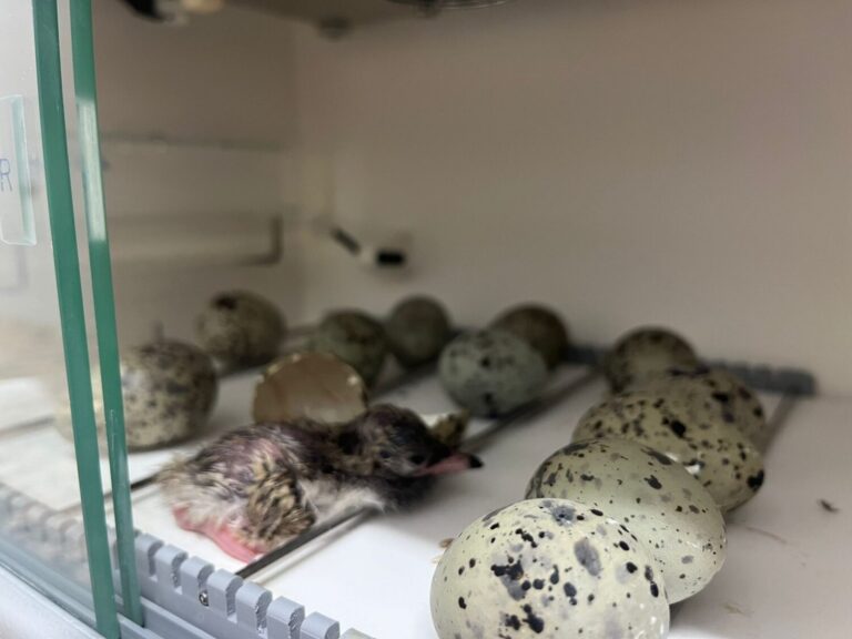 Casi un centenar de charranes comunes ocupan la orilla de Las Palmas de Gran Canaria gracias a nidos artificiales
