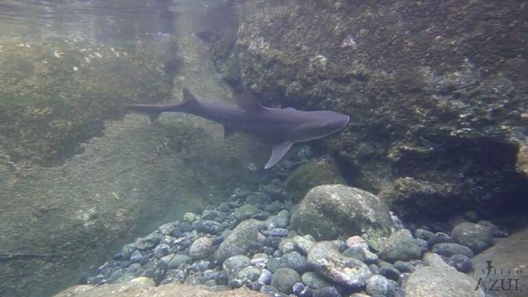 Imágenes del cazón atrapado en la piscina natural de El Altillo