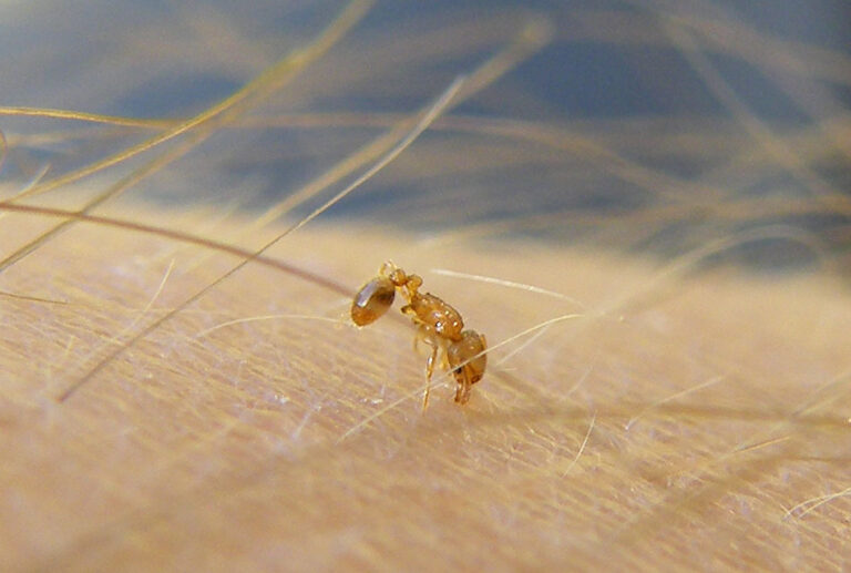 Detectan una nueva hormiga invasora al sur de Tenerife