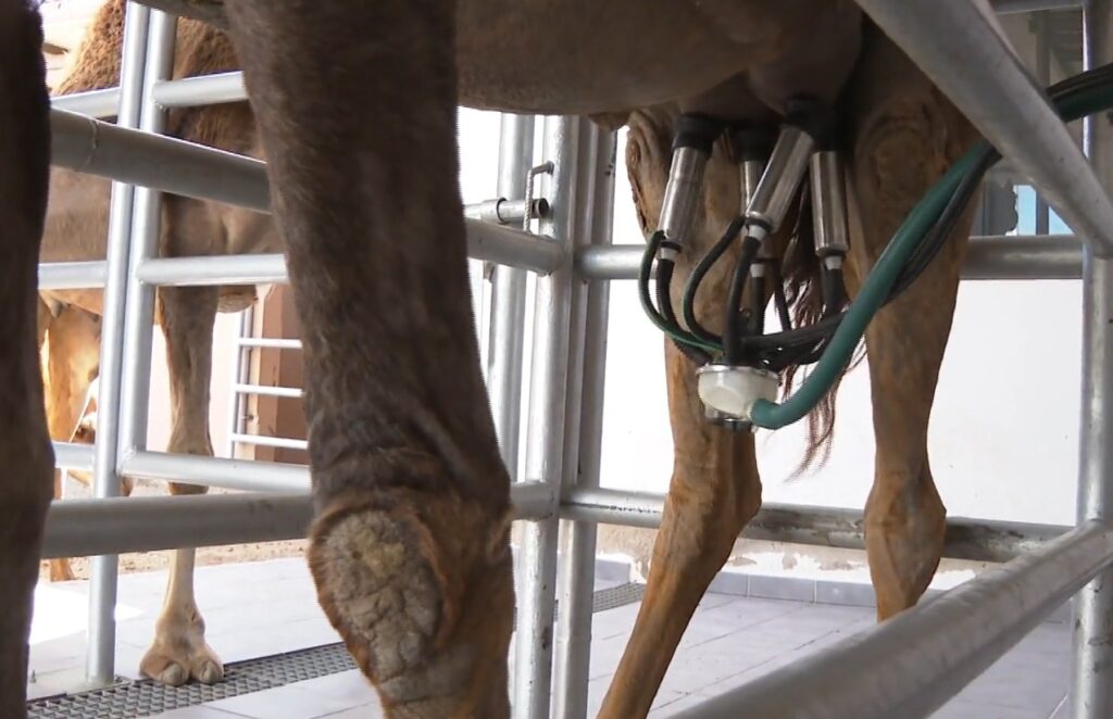 La leche de camella es el ingrediente estrella de 'Aulaga Majorera'