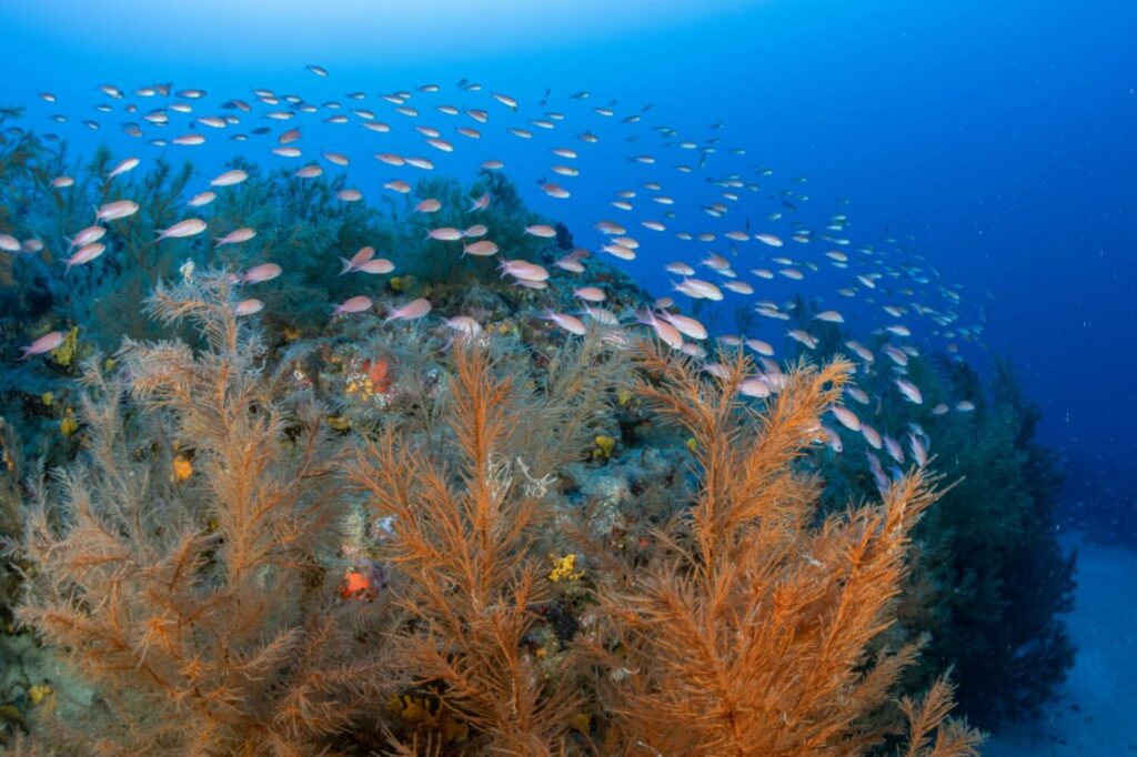 Transición trabaja en el mapeo de los ecosistemas marinos poco explorados de de El Hierro, La Gomera y Lanzarote