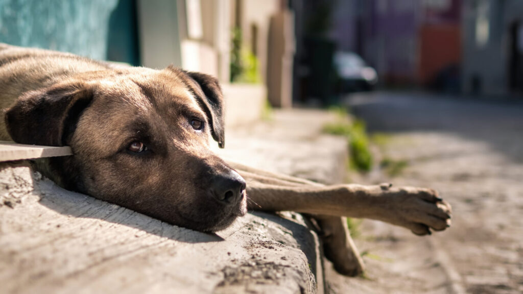 Perro en una calle. Imagen de recurso Freepik