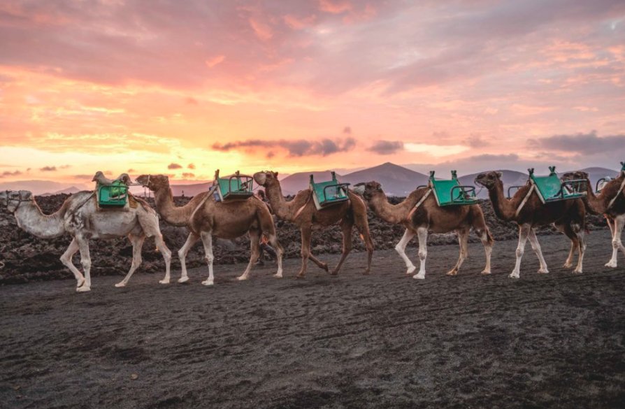 Camellos Timanfaya