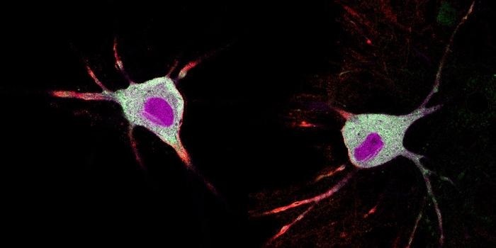 Un estudio de la ULPGC alerta de los efectos de los psicodélicos sobre el pensamiento crítico