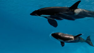 Teno, la cría de orca, con su madre Morgan. Imagen cedida por Loro Parque