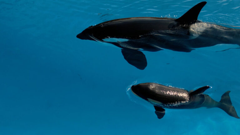 Teno, la cría de orca, tiene una evolución muy positiva y mantiene una relación estrecha con su madre