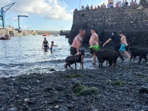 Mucha expectación entre turistas y vecinos del baño de cabras en el mar / Cristina Rodríguez / RTVC