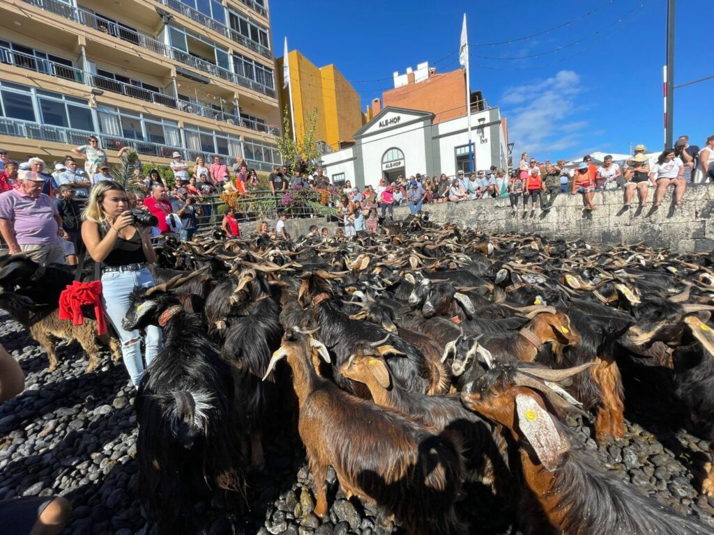 Cada año por San Juan se celebra el tradicional Baño de Cabras en el Puerto de la Cruz 