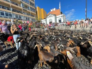 Cada año por San Juan se celebra el tradicional Baño de Cabras en el Puerto de la Cruz