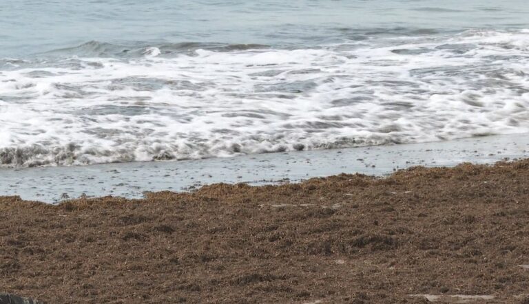 Preocupación por la invasión de algas asiáticas