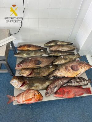 Parte de la pesca incautada por la Guardia Civil que se estaba capturando de forma ilegal / Guardia Civil