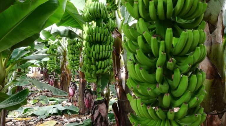 El precio del plátano se incrementa hasta un 140 %