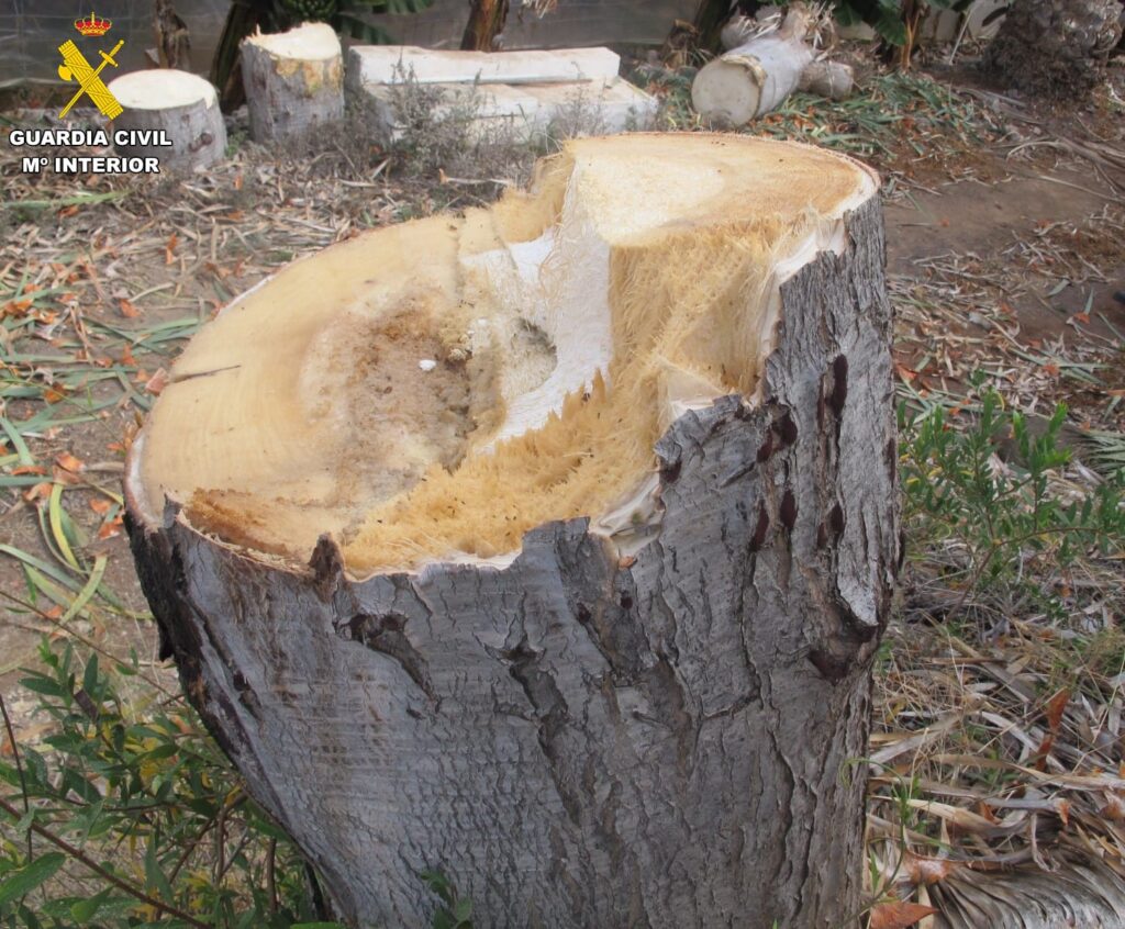 La Guardia Civil investiga a una personapor haber talado en varios fragmentos unejemplar de Drago Canario (DracaenaDraco) de más de 50 años, en Gáldar