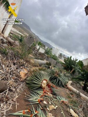 La Guardia Civil investiga a una persona por haber talado en varios fragmentos un ejemplar de Drago Canario (Dracaena Draco) de más de 50 años, en Gáldar