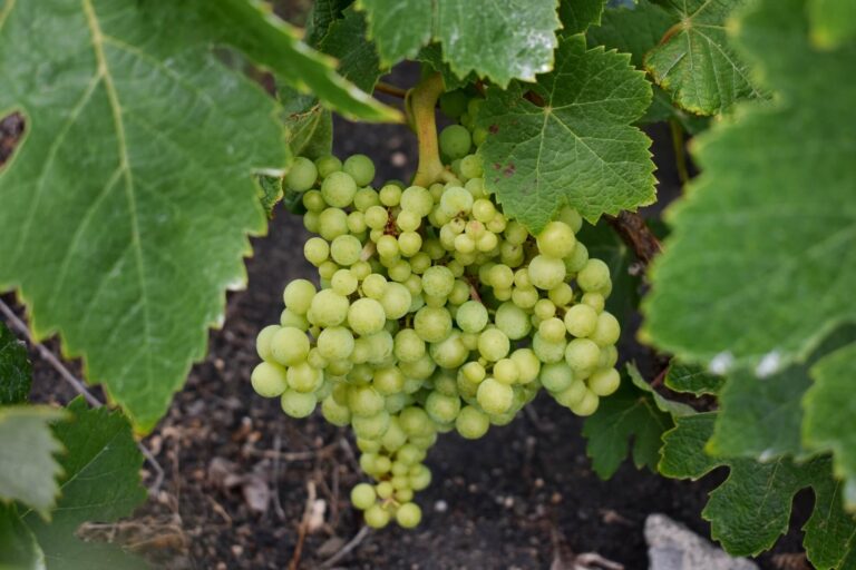 La vendimia de la DOP Islas Canarias cierra con una caída del 18%