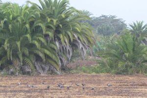 Recuperar el antiguo humedal de La Laguna es viable