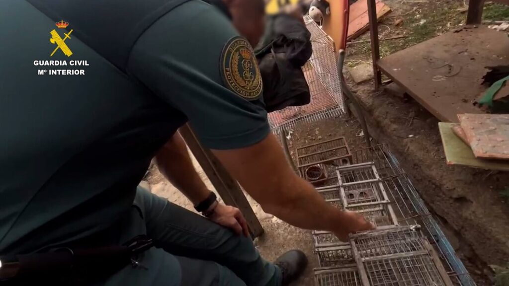 El SEPRONA investiga a una persona por maltrato a los animales en la isla de Gran Canaria. Perros malnutridos y trampas con canarios como cebo