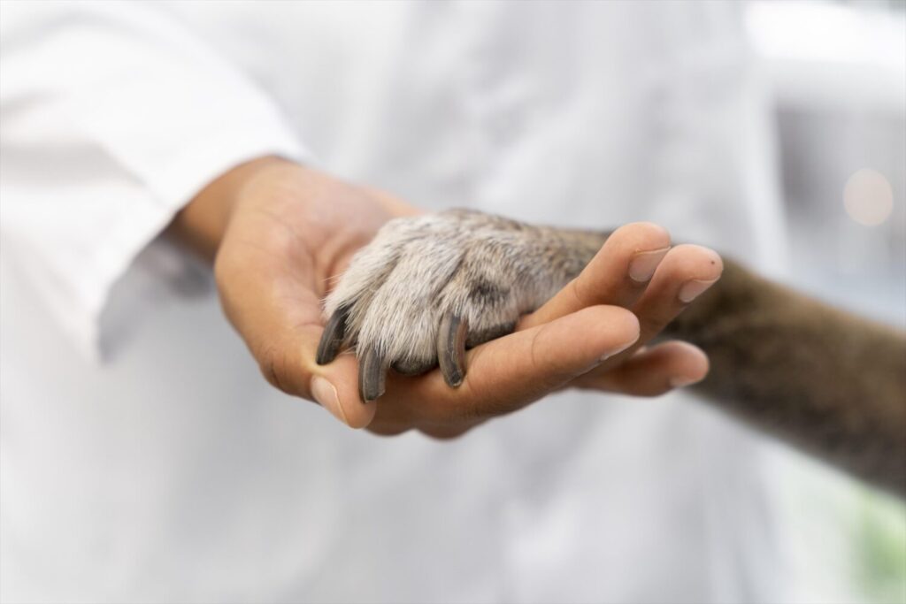 Detenido un hombre por hacerse pasar por veterinario en Tenerife