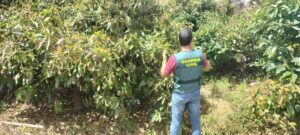 La Guardia Civil investiga a 7 personas por varios delitos de robo de aguacates en explotaciones agrícolas del norte de Tenerife