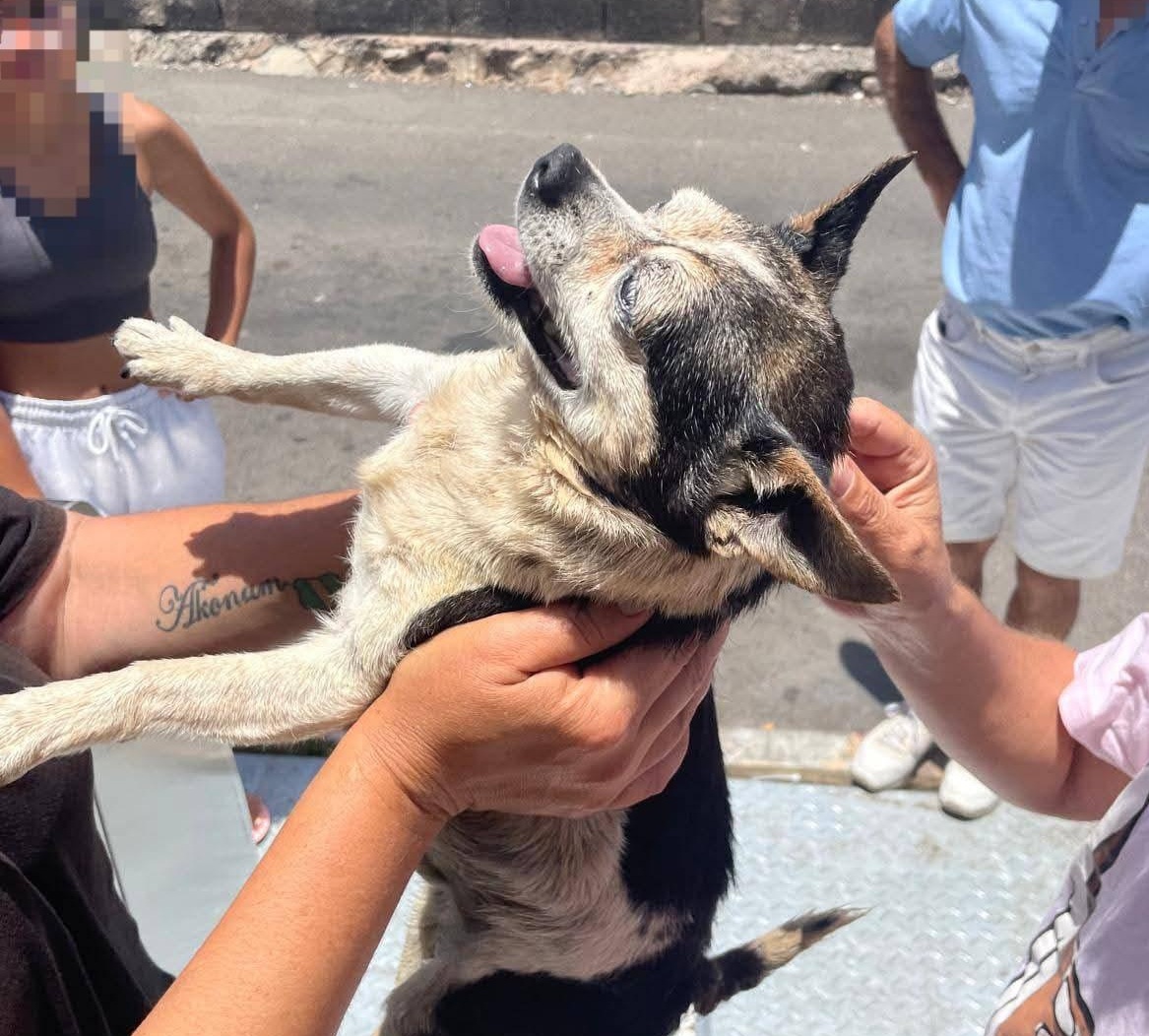 Un hombre es detenido en Vecindario por tirar a la basura a su perro vivo
