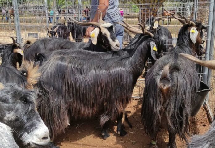 'De Campo y Mar' pone en valor el sector primario en Canarias desde FAGATE