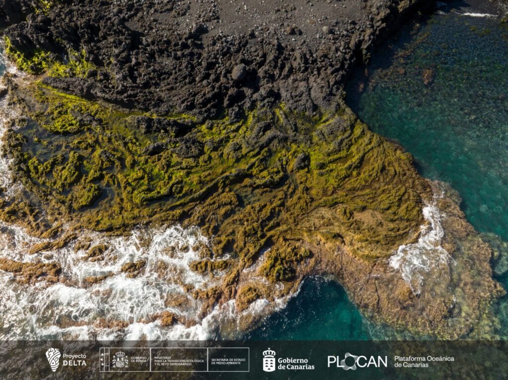 La vida submarina se abre paso en las nuevas fajanas de La Palma