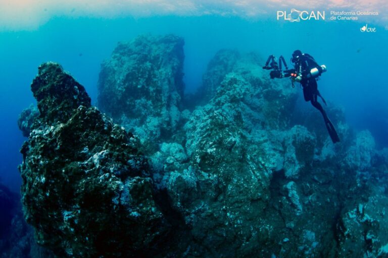 La vida se abre paso en las nuevas fajanas de La Palma