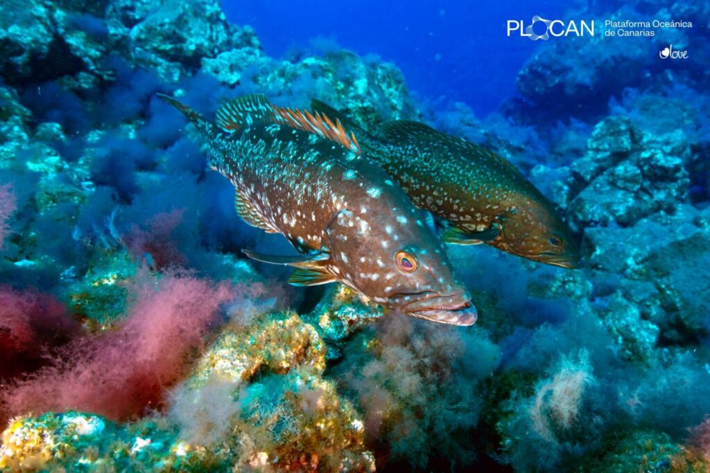 La vida submarina se abre paso en las nuevas fajanas de La Palma