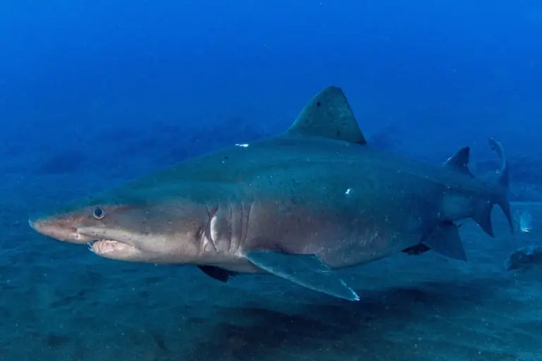 Nuevos avistamientos de Tiburón Solrayo en el Mar de las Calmas, en El Hierro