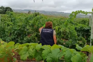 Agente de Extensión Agraria trabaja en una finca inspeccionando posible filoxera