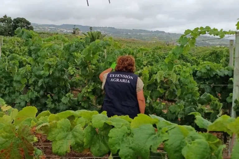 120 fincas ya están declaradas libres de filoxera en Tenerife