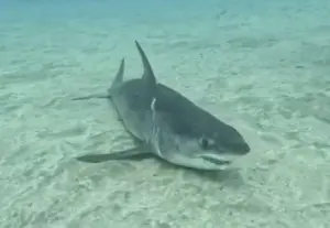 El ejemplar fue hallado a pocos metros de una playa del sur de Tenerife