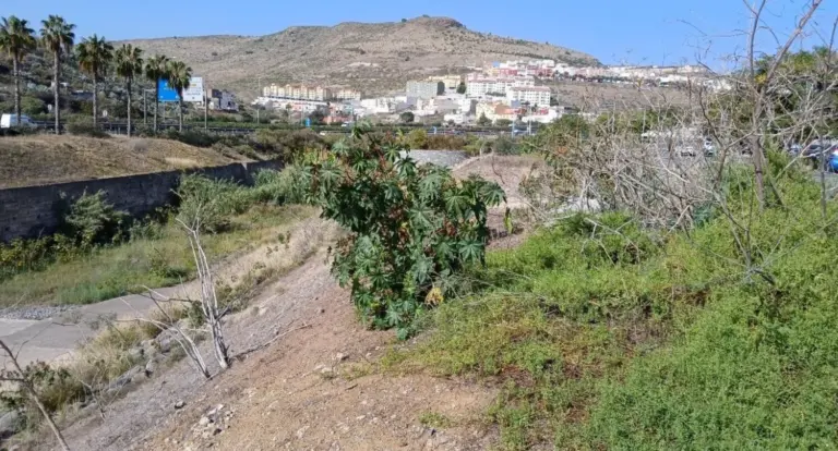 Las Palmas adjudica el lagartario de Tamaraceite para conservar reptiles endémicos