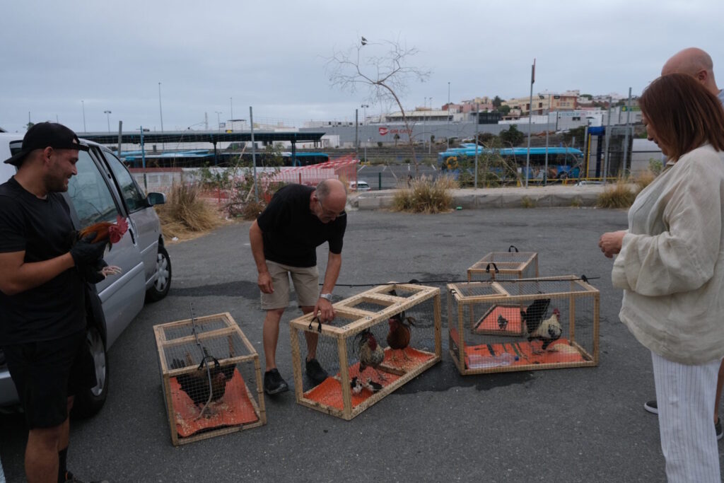 Momento de la actuación especial de retirada de aves en el barrio de La Paterna
