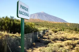 La dispersión de semillas por parte de animales en el Teide está en riesgo