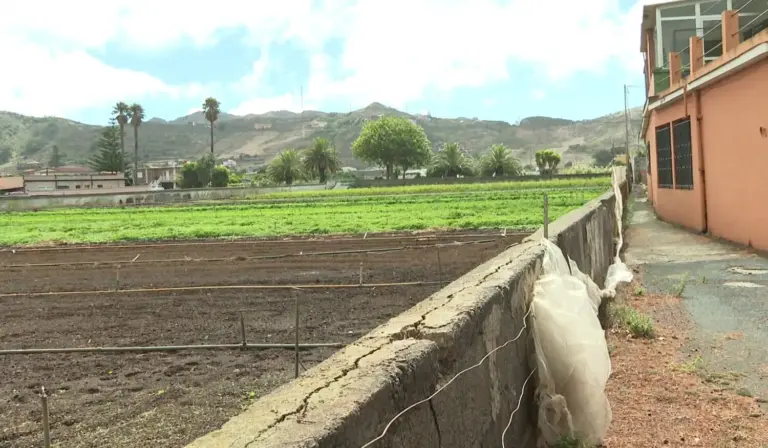 El precio de la tierra agrícola en Canarias amenaza la continuidad del sector